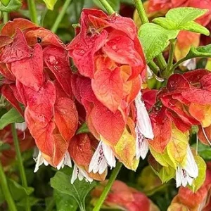 Red Shrimp Plant Live, 5-7 Inch Tall, Unique Indoor Perennial - Image 7