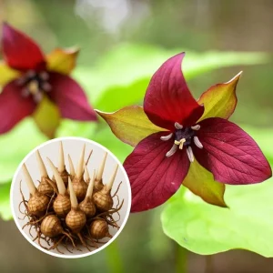 Red Trillium Flower Bulbs - 10 Pack, 3-5 Inches, Spring Planting - Image 3