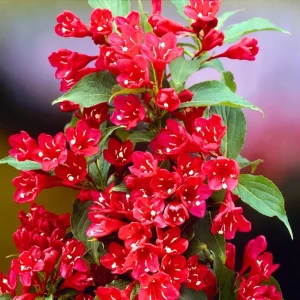 Red Weigela Bush Live Plant 1-2 Ft Tall - Flowering Shrub for Outdoor Planting - Image 2