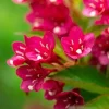 Red Weigela Live Plant - Quart Pot Flowering Shrub for Outdoor Gardens - Image 1