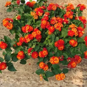 Red Yellow Lantana Live Plants – 4 Pack, 4-7 Inches Tall – Outdoor Annual Flower - Image 2