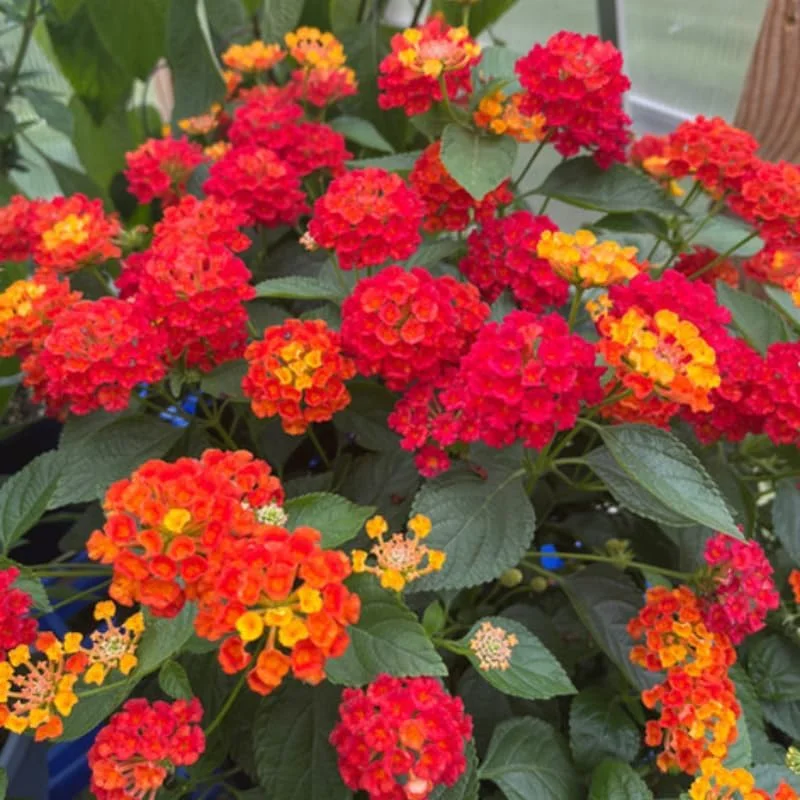 Red Yellow Lantana Live Plants – 4 Pack, 4-7 Inches Tall – Outdoor Annual Flower - Image 3