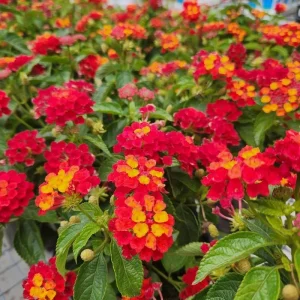 Red Yellow Lantana Live Plants – 4 Pack, 4-7 Inches Tall – Outdoor Annual Flower - Image 4