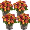 Red Yellow Lantana Live Plants – 4 Pack, 4-7 Inches Tall – Outdoor Annual Flower - Image 1