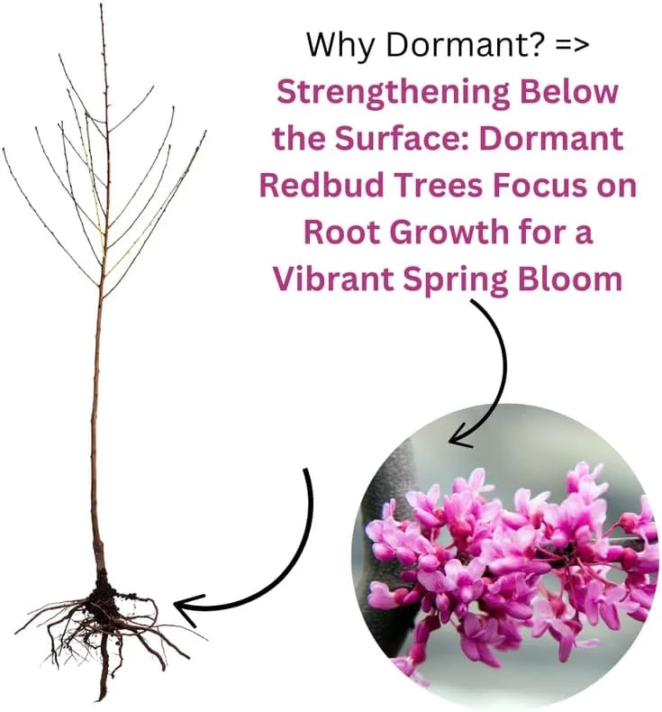 Redbud Tree Live Plant - American Red Bud Seedlings, 2 Pack, 6-15" Tall - Image 2