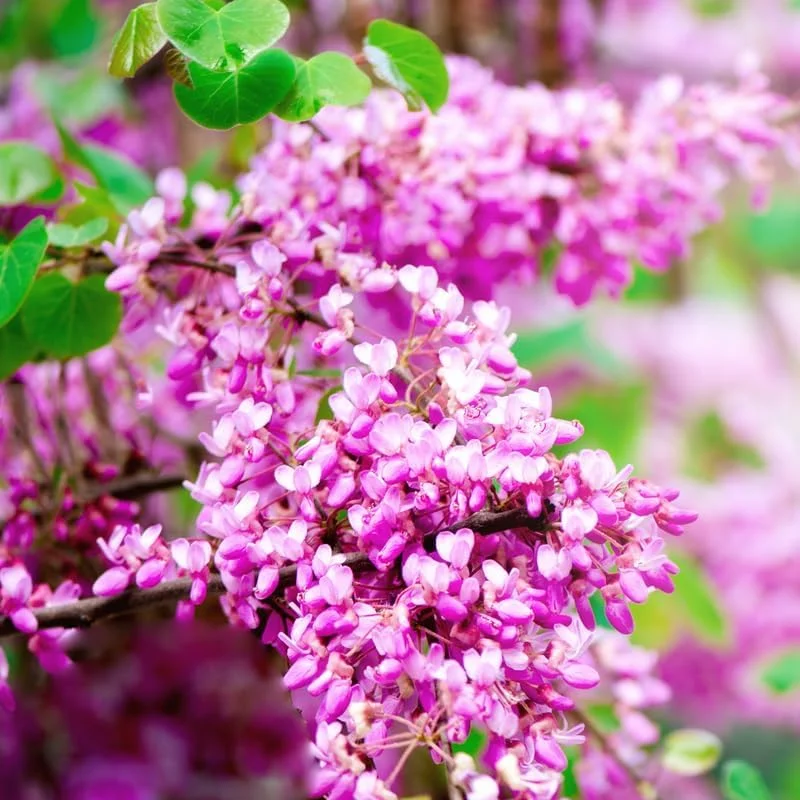 Redbud Tree Live Plant - American Red Bud Seedlings, 2 Pack, 6-15" Tall - Image 3