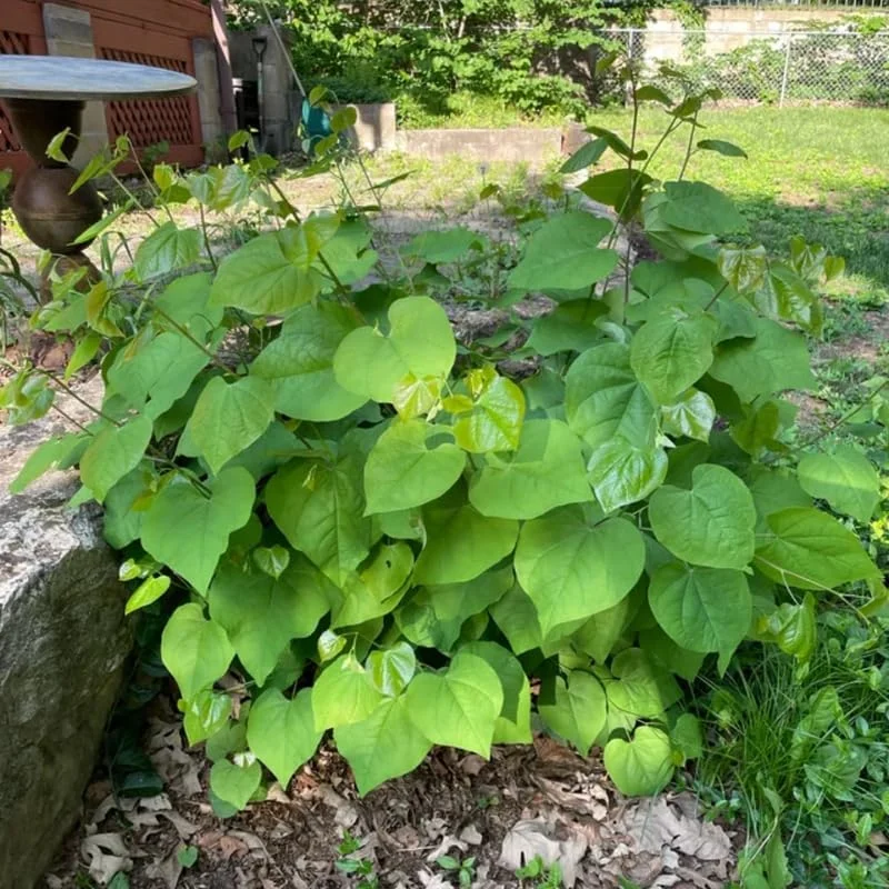 Redbud Tree Live Plant - American Red Bud Seedlings, 2 Pack, 6-15" Tall - Image 4