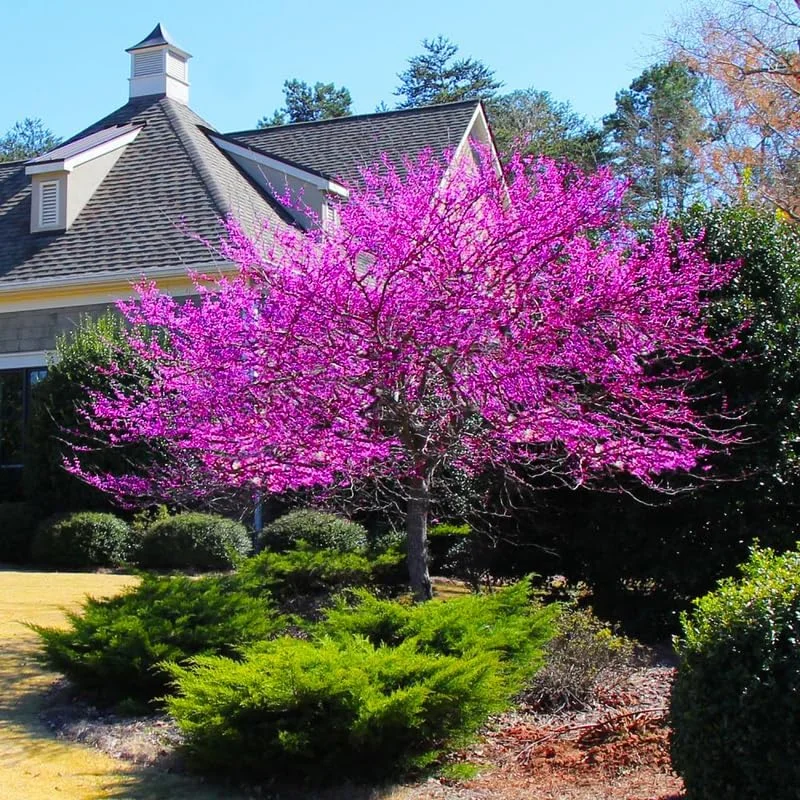 Redbud Tree Live Plant - American Red Bud Seedlings, 2 Pack, 6-15" Tall - Image 6