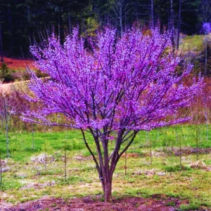 Redbud Tree Live Plant - American Red Bud Seedlings, 2 Pack, 6-15