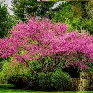 Redbud Tree Seedlings 1-2 ft Tall - 5 Live Trees, Pink Spring Blooms, Outdoor - Image 3
