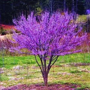 Redbud Tree Seedlings - 2 Dormant Live Plants, 6-15