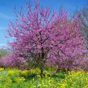 Redbud Tree Seedlings Live Plant – 5 Pack, 1-2 Ft Tall, Pink Blooms, Outdoor - Image 3