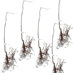 Redbud Tree Seedlings Live Plant – 5 Pack, 1-2 Ft Tall, Pink Blooms, Outdoor - Image 4