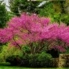 Redbud Tree Seedlings Live Plant – 5 Pack, 1-2 Ft Tall, Pink Blooms, Outdoor - Image 1