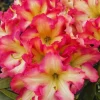Rhododendron Azalea Live Plant Bush - 1-2 Ft Tall, 1 Gallon Pot, Creamy White Yellow Pink Flowers, Outdoor - Image 1
