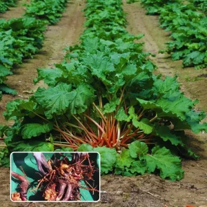 Rhubarb Live Roots for Planting - 2 Pack, 3-5 Inches Tall, Perennial Vegetable - Image 3
