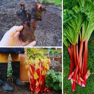 Rhubarb Live Roots for Planting - 2 Pack, 3-5 Inches Tall, Perennial Vegetable - Image 4