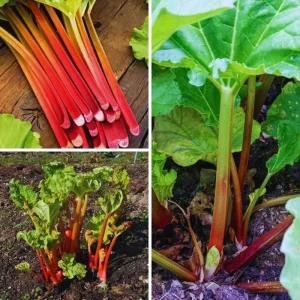 Rhubarb Live Roots for Planting - 2 Pack, 3-5 Inches Tall, Perennial Vegetable - Image 5