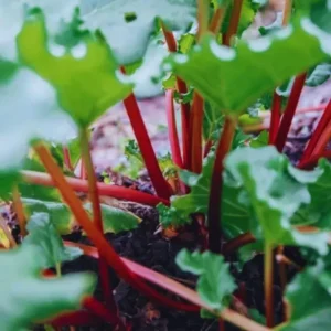 Rhubarb Live Roots for Planting - 2 Pack, 3-5 Inches Tall, Perennial Vegetable - Image 6