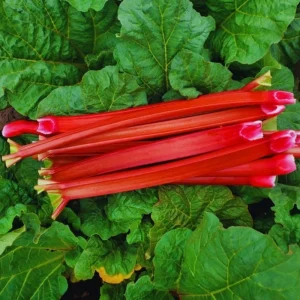Rhubarb Live Roots for Planting - 2 Pack, 3-5 Inches Tall, Perennial Vegetable - Image 7
