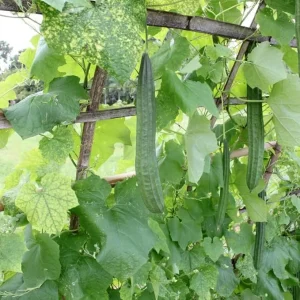 Ridge Luffa Plant – Live Gourd Loofah Vine – 4-8 Inch Tall in 4 Inch Pot - Image 7