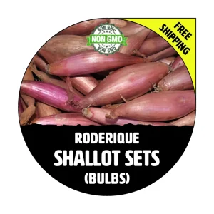 Roderique French Shallot Bulbs - Non-GMO, Long Banana Shape, Multiplier Onions - Image 1