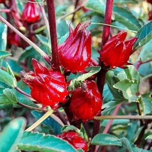 Roselle Hibiscus Sabdariffa Live Plant - Jamaican Sorrel, 6-10 Inch Tall, 4