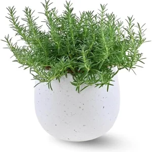 Rosemary Live Plant 10 Inch Tall in 4