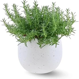 Rosemary Live Plant 10 Inch Tall in 4