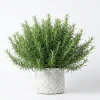 Rosemary Live Plant 10" Tall in 4" Pot - Fragrant Indoor/Outdoor Herb - Image 1