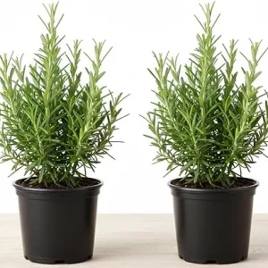 Rosemary Live Plant – 2 Pack, 4-6 inch tall in 4 inch pot – Fragrant Herb – Indoor/Outdoor - Image 7