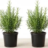 Rosemary Live Plant – 2 Pack, 4-6 inch tall in 4 inch pot – Fragrant Herb – Indoor/Outdoor - Image 1