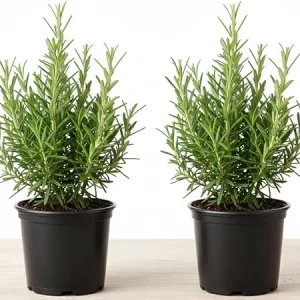 Rosemary Live Plant – 2 Pack, 4-6 inch tall in 4 inch pot – Fragrant Herb – Indoor/Outdoor - Image 1