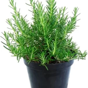Rosemary Live Plant – 4 Inch Pot – Fragrant Perennial Herb – Indoor/Outdoor - Image 2