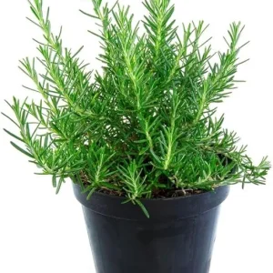 Rosemary Live Plant – 4 Inch Pot – Fragrant Perennial Herb – Indoor/Outdoor - Image 4