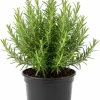 Rosemary Live Plant, 4" Pot - Perennial Herb for Indoor & Outdoor Gardens - Image 1