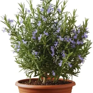 Rosemary Live Plant 5-7 Inch Tall – Fragrant Outdoor Herb for Garden & Patio - Image 2