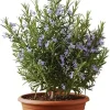 Rosemary Live Plant 5-7 Inch Tall – Fragrant Outdoor Herb for Garden & Patio - Image 1