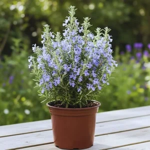 Rosemary Live Plant - 8 Inches Tall, Fragrant Herb, Full Sun, Potted - Image 4