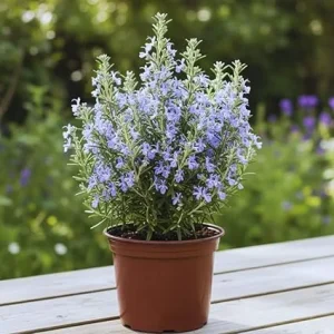 Rosemary Live Plant - 8 Inches Tall, Fragrant Herb, Full Sun, Potted - Image 5