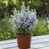 Rosemary Live Plant - 8 Inches Tall, Fragrant Herb, Full Sun, Potted - Image 1