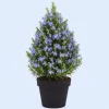 Rosemary Live Plant - Fragrant Herb, 12 Inches Tall, Potted - Image 1