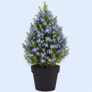 Rosemary Live Plant - Fragrant Herb, 12 Inches Tall, Potted - Image 4