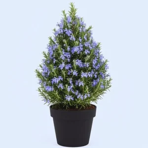 Rosemary Live Plant - Fragrant Herb, 12 Inches Tall, Potted - Image 5