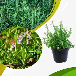 Rosemary Live Plant – Perennial Herb – 4 Inch Pot – Indoor/Outdoor - Image 2