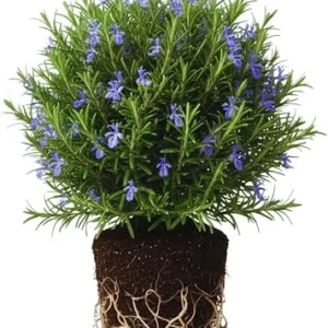 Rosemary Live Plants - 3-Pack Herb Starter Plants, 4-7 Inches Tall, Outdoor - Image 1