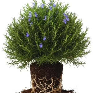 Rosemary Live Plants, Herb Plant, 4-7 inches Tall, Set of 3 - Image 3