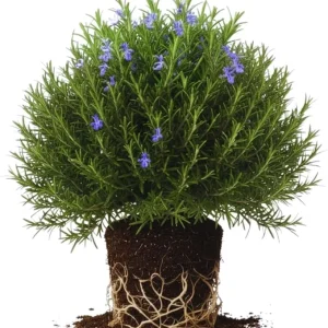 Rosemary Live Plants, Herb Plant, 4-7 inches Tall, Set of 3 - Image 6