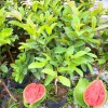 Ruby Guava Live Plant - Grafted Fruit Tree 4 Ft Tall - Zones 9-11 - Tropical - Image 1