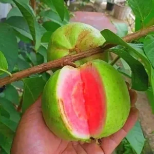 Ruby Guava Live Plant - Grafted Fruit Tree 4 Ft Tall - Zones 9-11 - Tropical - Image 7